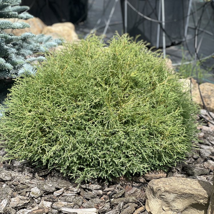Tuja západná (Thuja occidentalis) ´MR . BOWLING BALL´ - výška 20-30 cm, Ø 20-30 cm, kont. C2L